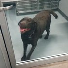 Uncontrollable tippy-taps right before adoption ❤️