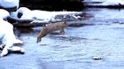 ? A Bobcat (Lynx Rufus) Jumps a River With a Single Leap!