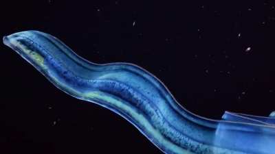 Venus girdle (Cestum veneris), a ribbon-shaped bioluminescent species of comb jelly which often coils into "cinnamon roll" configurations
