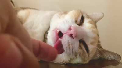 She sometimes requires manual activation of her Somnolent Blep Retraction Reflex ??