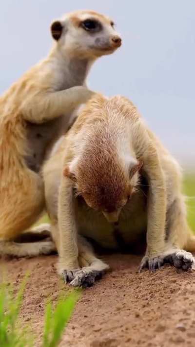 ? Mom Meerkat and her babies