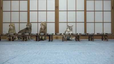 Cats eating “peacefully”