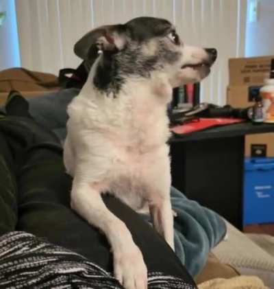 Belle asking for pets! ?The way she looked at me at the beginning...Dad says she looks serious. "You are not getting up! I'm gonna hold you down, and you're gonna pet me!" Aww...she didn't need to do that! I pet her every time I see her! ?