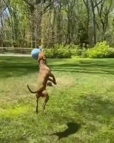 R/aww seem to have never had tik tok