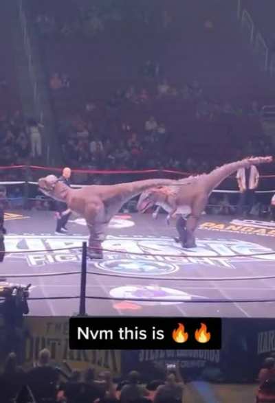 Dino Boxing with the Boys