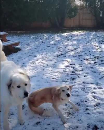 Ain't nothing gonna slow her down! My special needs dog Sarah, dancing to her own beat?
