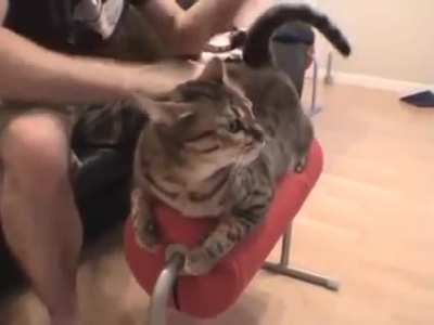Cat Bongo
