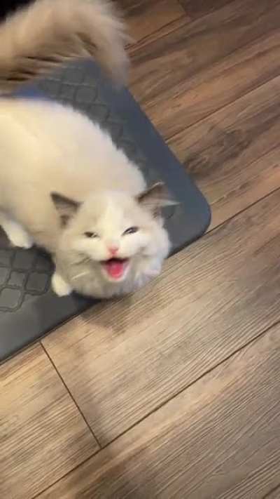 Kitty is hungry ?