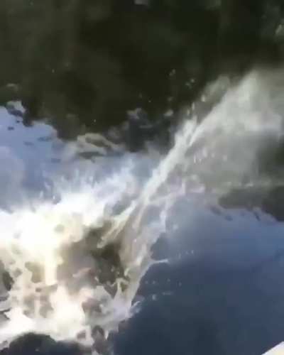 HMC I’m the diving queen.