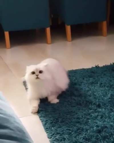 "The common house cat is easily startled but it will soon be back. And with greater derpiness."