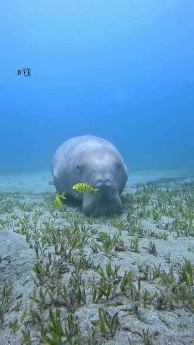 ? Just a sea cow, watchin' some yellow fish