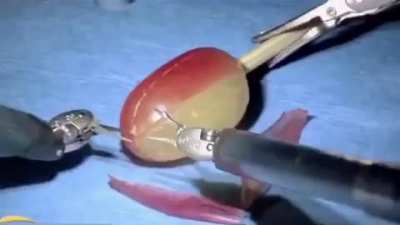 The robot very gently operates on the grape.