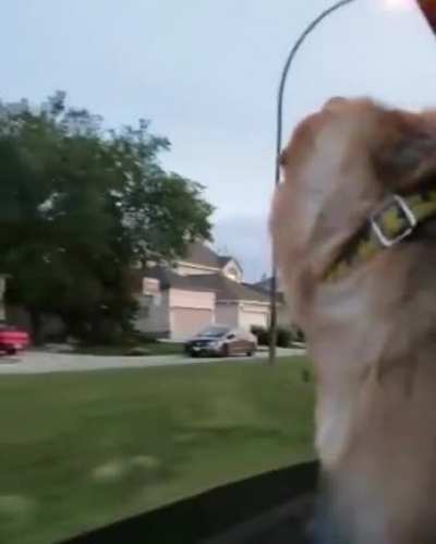 Watch @nala_therescuedog die inside