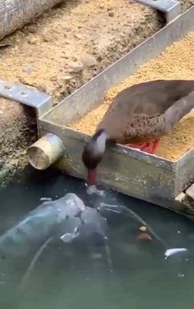 Visiting the fish pond cause you love feeding the fishies ?