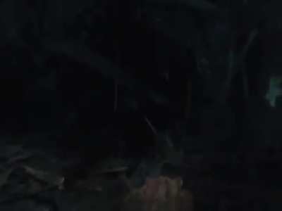 ? Releasing a young Water Monitor lizard in its habitat ?