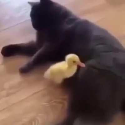 "I said... I'm not your mother!" ?? (sound on)