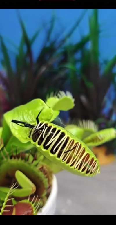? Venus fly trap takes a spicy bite ?
