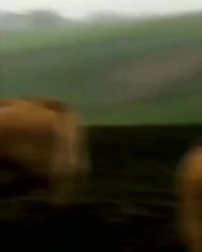 Dude establishes connection to cow dude