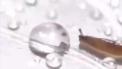 What a nice slug…