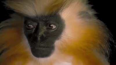 ? Very rare and highly secretive, not much is known about the endangered Gee’s golden langur. Unlike other species of langurs that appear unafraid of humans, researchers have said that this monkey works hard to avoid human interactions, making them extrem