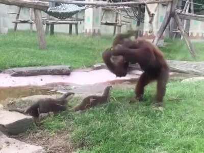 KING KONG would be very disappointed ?
