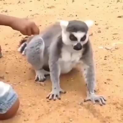 "Pet me now, right here."