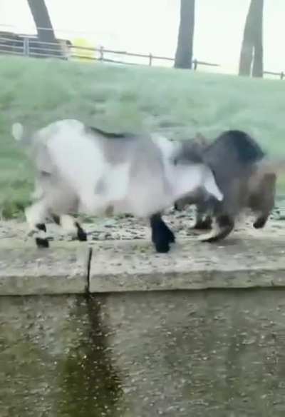 Cat &amp; Kid getting acquainted