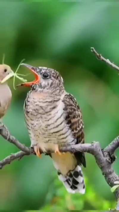 ? Brood Parasitism Phenomenon ?