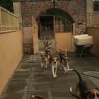 CHAAARRR- wait, come on guys!