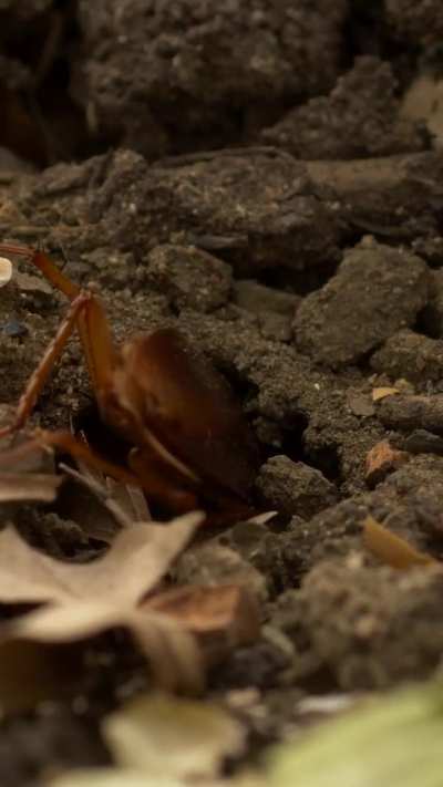 ? Emerald cockroach wasp leading a zombified cockroach into her burrow and laying an egg on it.
