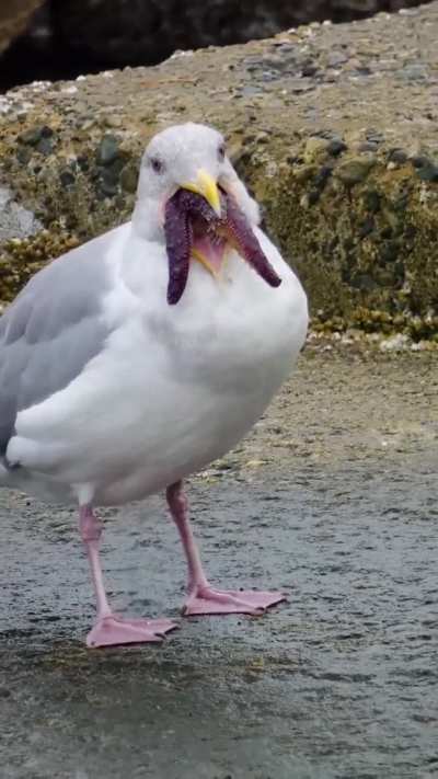 ?Seagulls are opportunistic feeders, here it is trying to eat a sea-star..