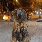 A Wookie like me!