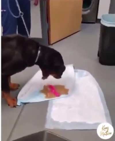 Dog throws up her vibrator.