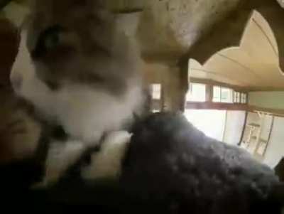 MEOW_IRL