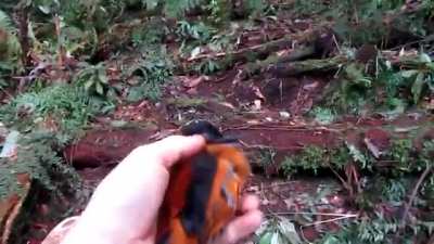 ? The Hooded Pitohui is the first scientifically documented poisonous bird. Its feathers give off a neurotoxin called homobatrachotoxin which has previously only been found in the skin of poison dart frogs, and handling them can cause numbness