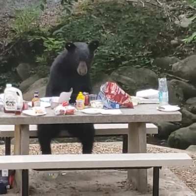 A bear rudely interrupted our cookout yesterday in Gatlinburg, TN and decided to help himself to our food
