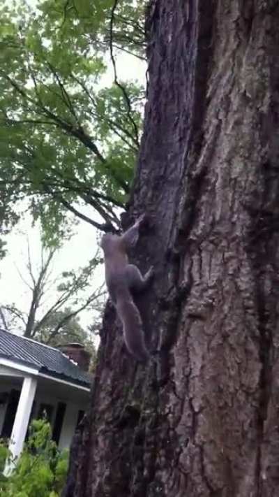 Squirrel released back into the wild ❤️