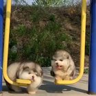 There are two types of dogs ❤️ left one is me??
