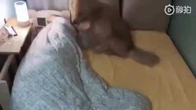 Every dog in bed no matter what size it is ?