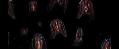 The Comb Jelly (ctenophora), a marine invertebrate ranging from a few millimeters to 1.5 m (5 ft) in size. Fossils representing ctenophores appear in sedimentary deposits dating back to the early Cambrian, about 525 million years ago. Some propose it was