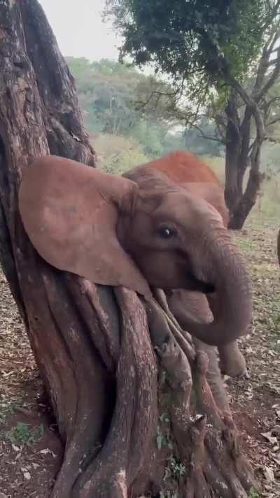 ? Baby elephant uses tree trunk to scratch a hard to reach spot
