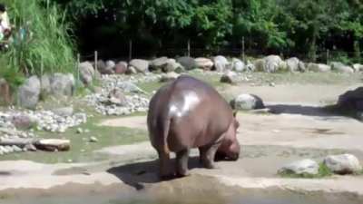 Hey look a hippo