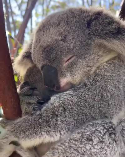?The koala (Phascolarctos cinereus)