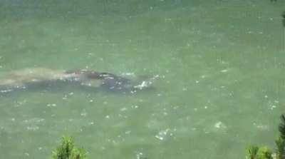 ? MysteriOus, Odd Sea monstEr