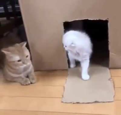 Real CCTV footage of kitties escaping prison