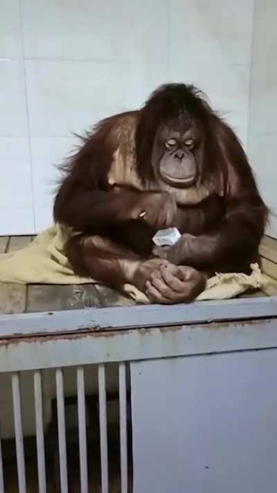 This intelligent orangutan obeys his master and mimics human behavior by skillfully opening a drink carton in front of the camera