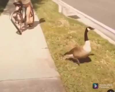 Duck-out
