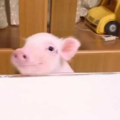 This happy pig smiling