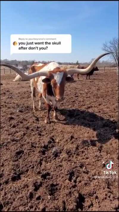 People wanted to see the bull’s horns when he died so much the man had to address it, people are assholes.
