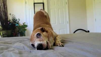 A growling, butt wiggling alarm clock wakes me up every morning